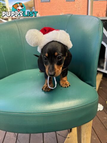 Miniature Dachshund Puppies ready for Christmas!