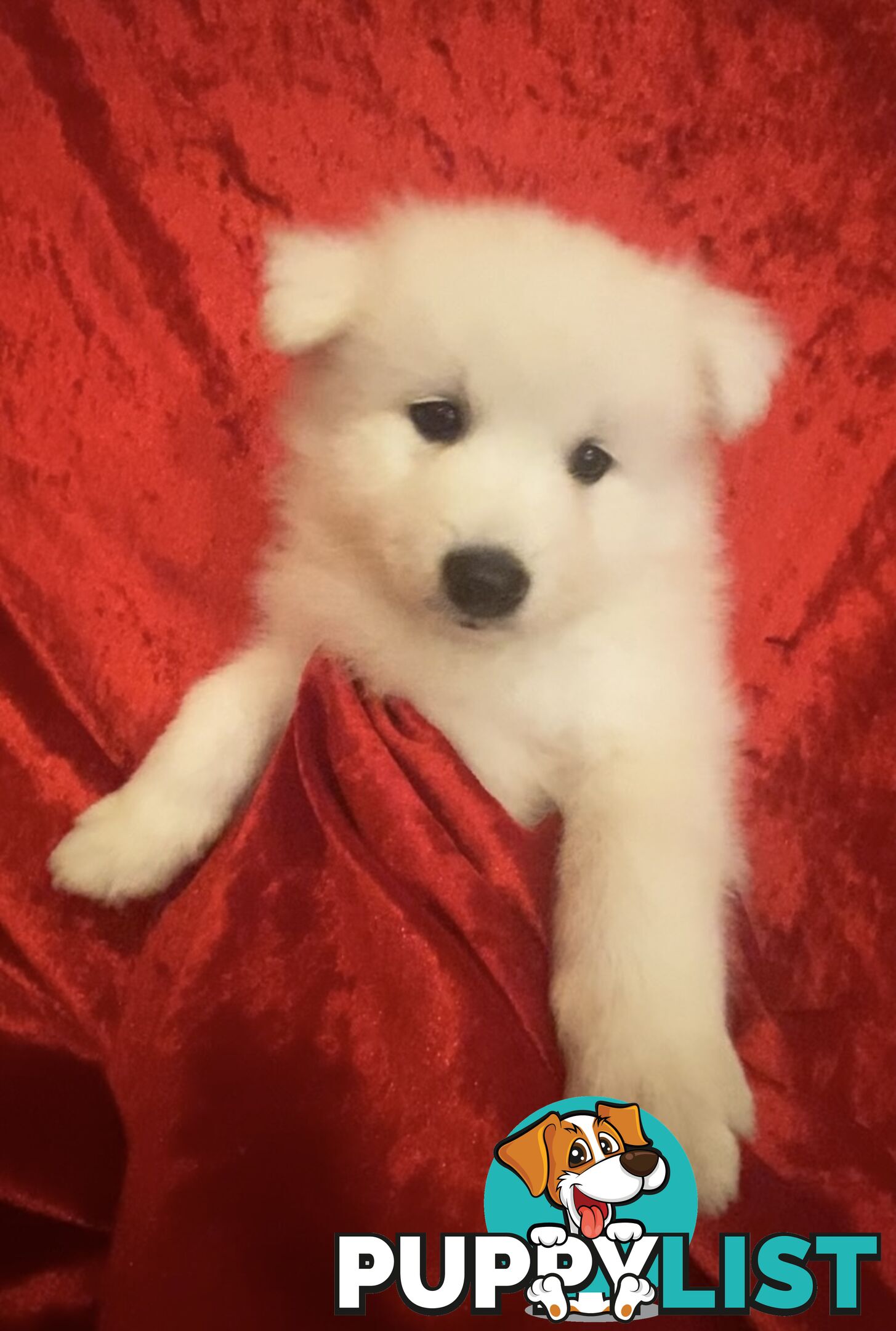 Gorgeous pure bred Japanese Spitz puppies