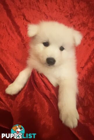 Gorgeous pure bred Japanese Spitz puppies