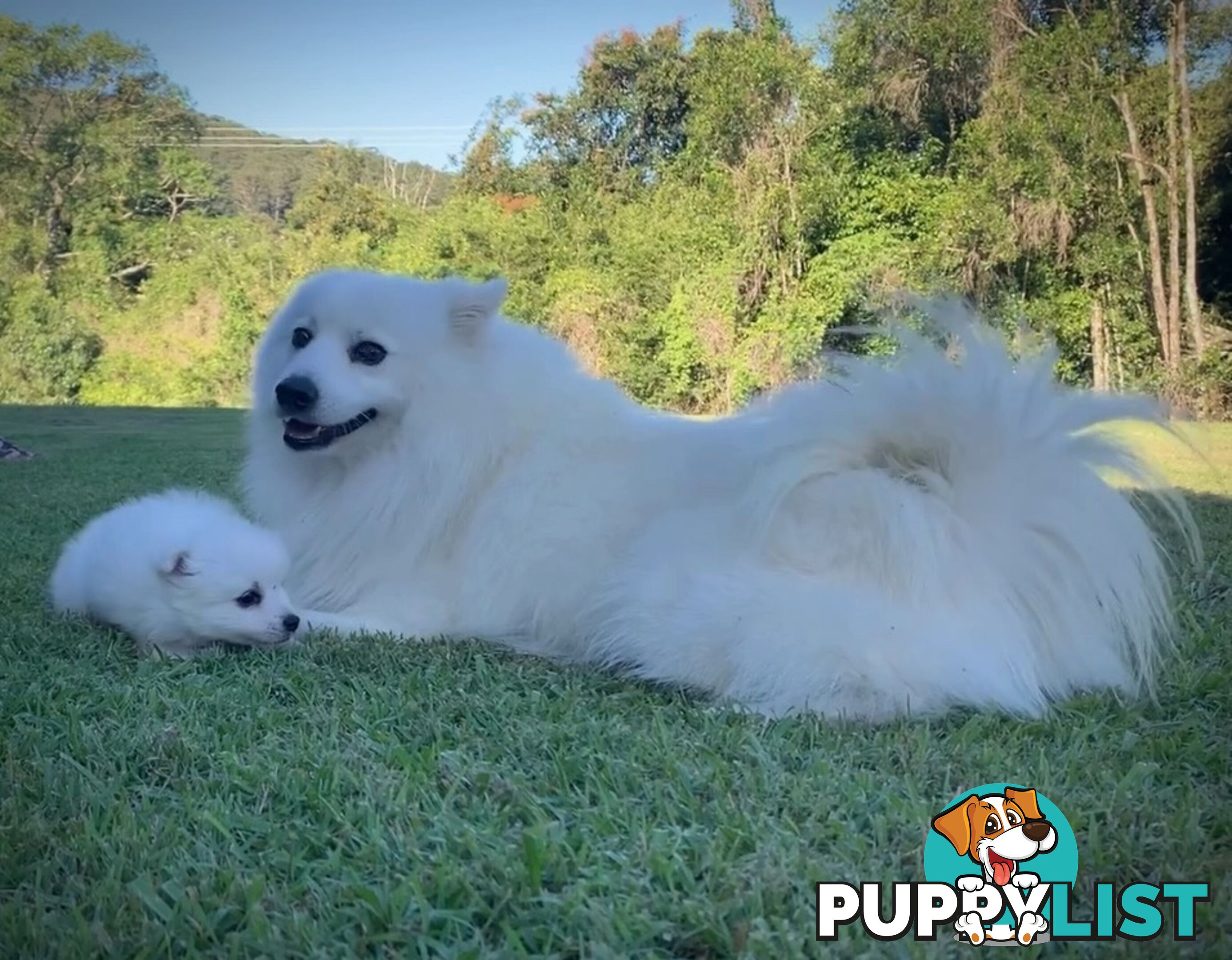 Gorgeous pure bred Japanese Spitz puppies