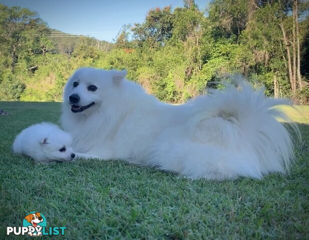 Gorgeous pure bred Japanese Spitz puppies