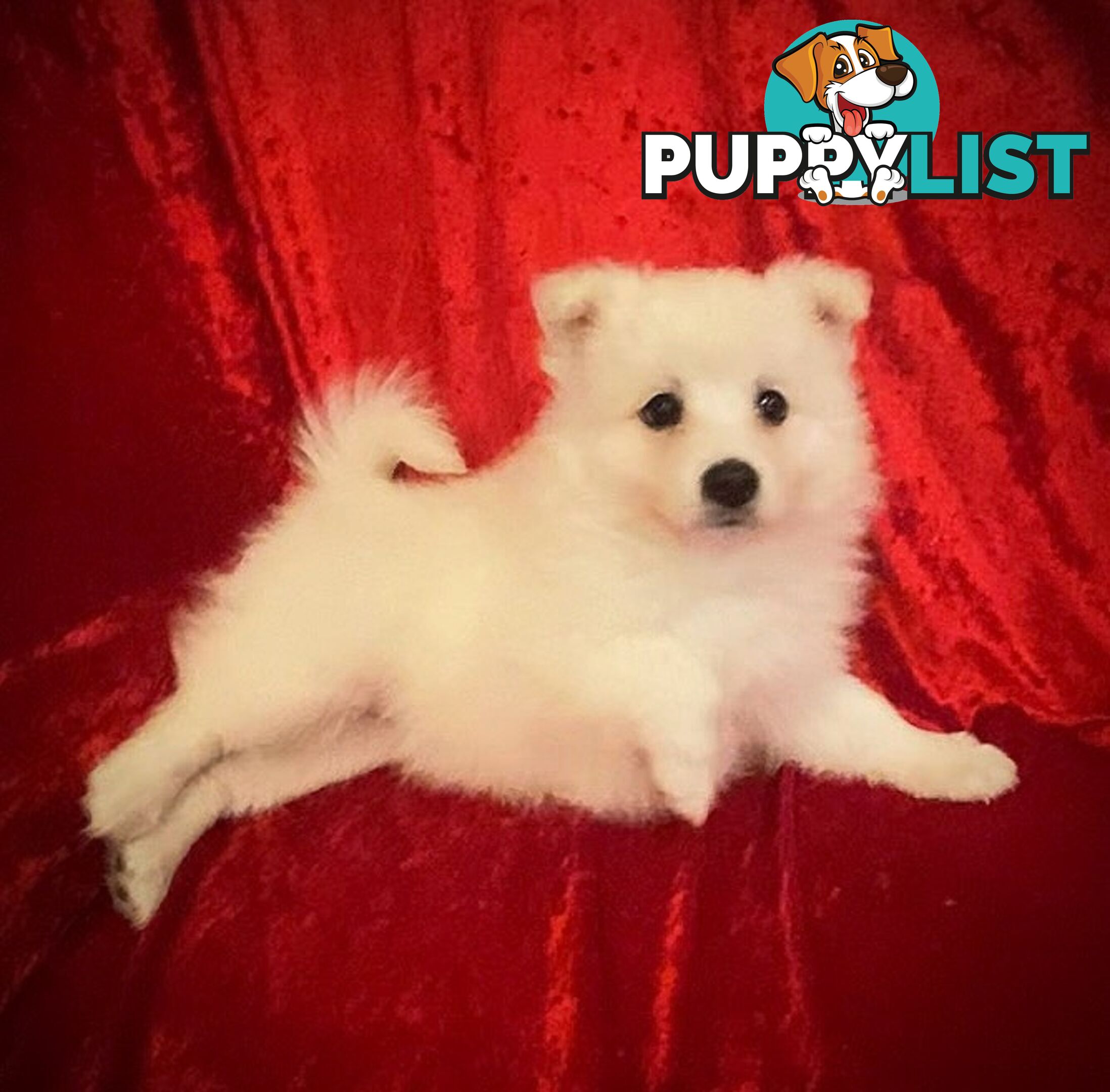 Gorgeous pure bred Japanese Spitz puppies
