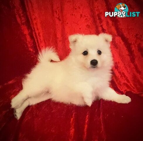 Gorgeous pure bred Japanese Spitz puppies