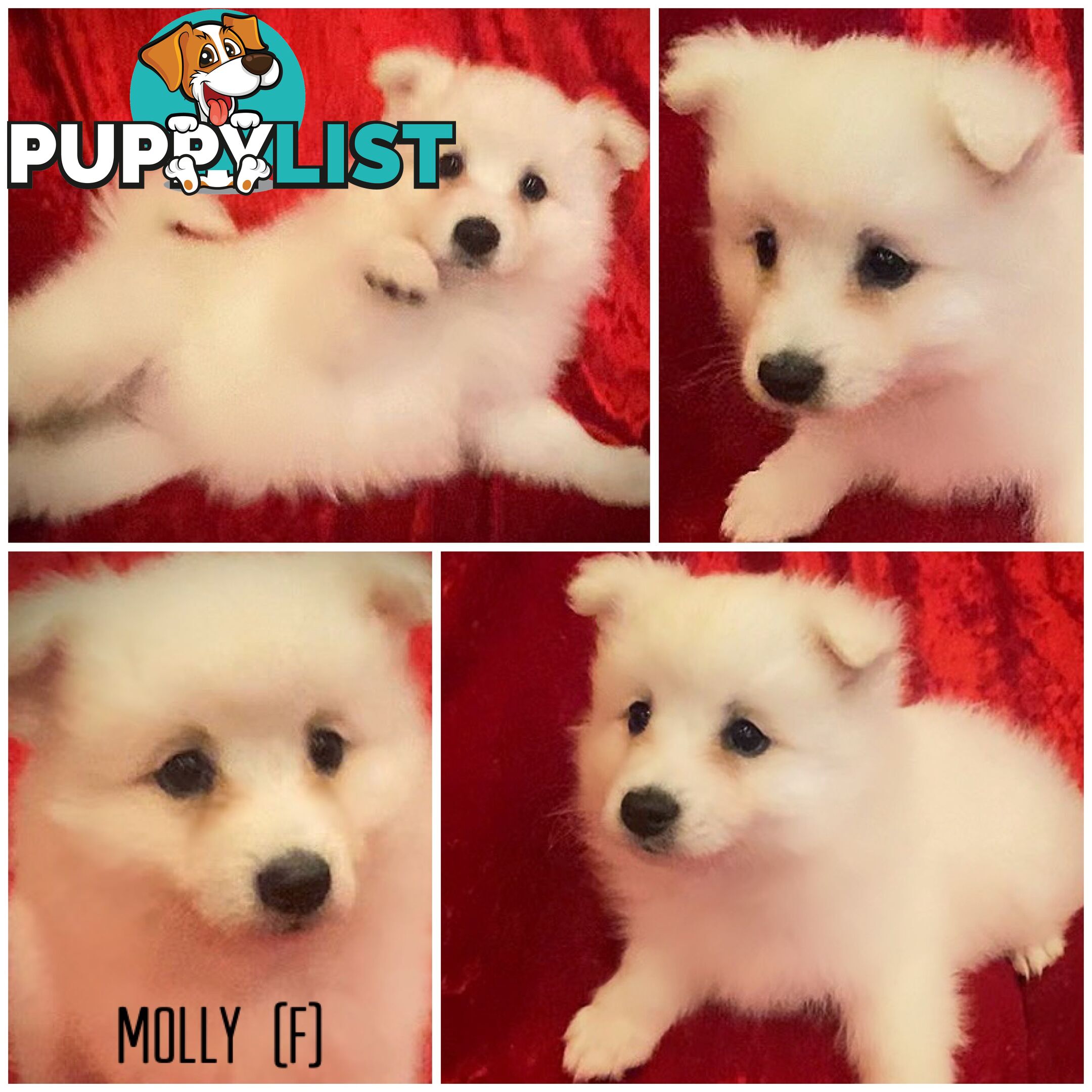 Gorgeous pure bred Japanese Spitz puppies