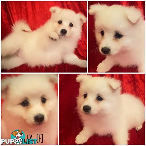 Gorgeous pure bred Japanese Spitz puppies
