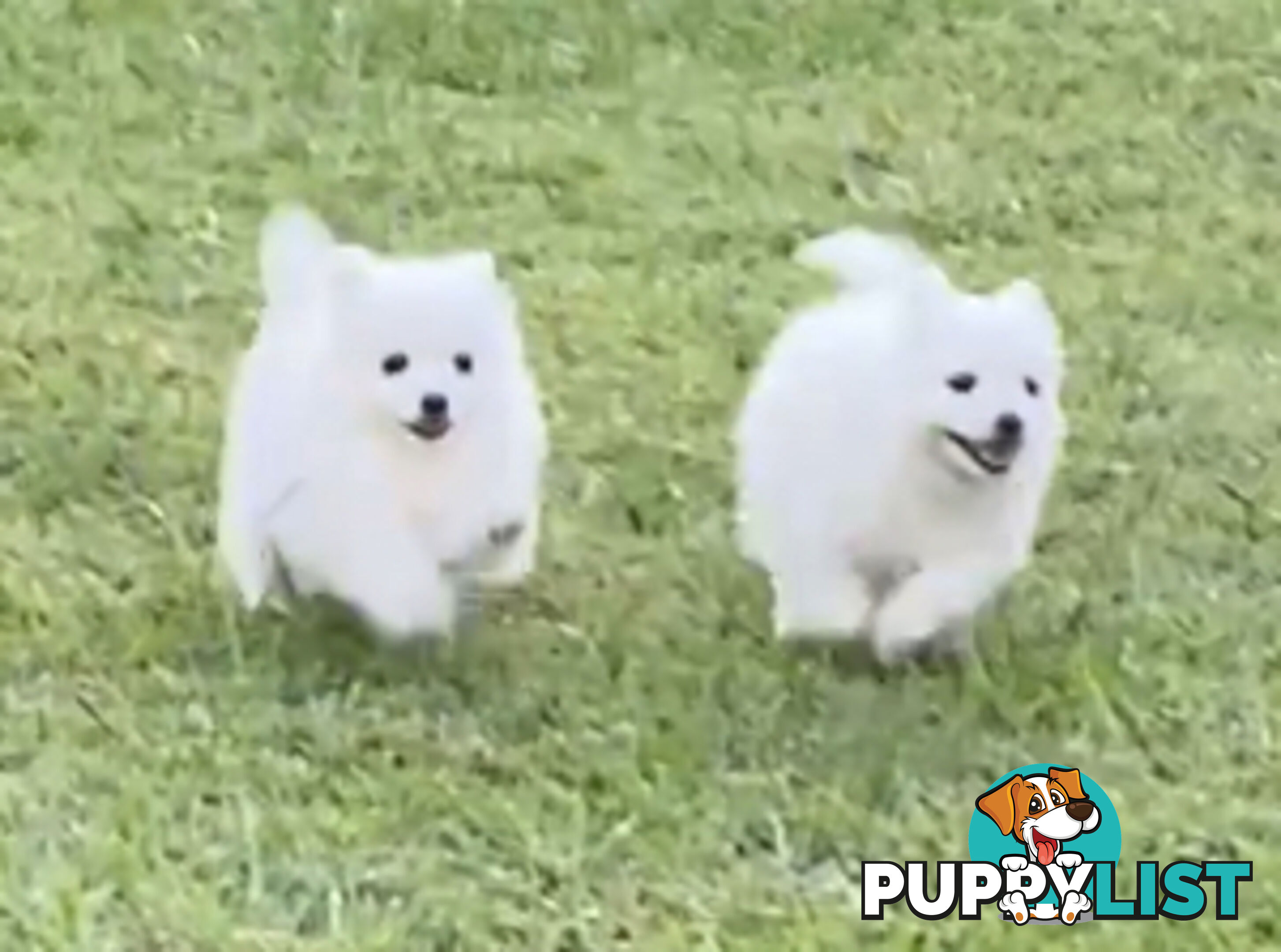 Gorgeous pure bred Japanese Spitz puppies