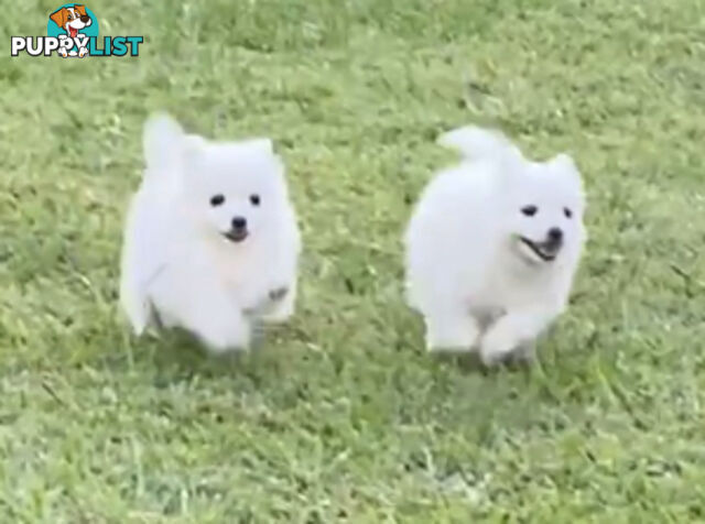 Gorgeous pure bred Japanese Spitz puppies