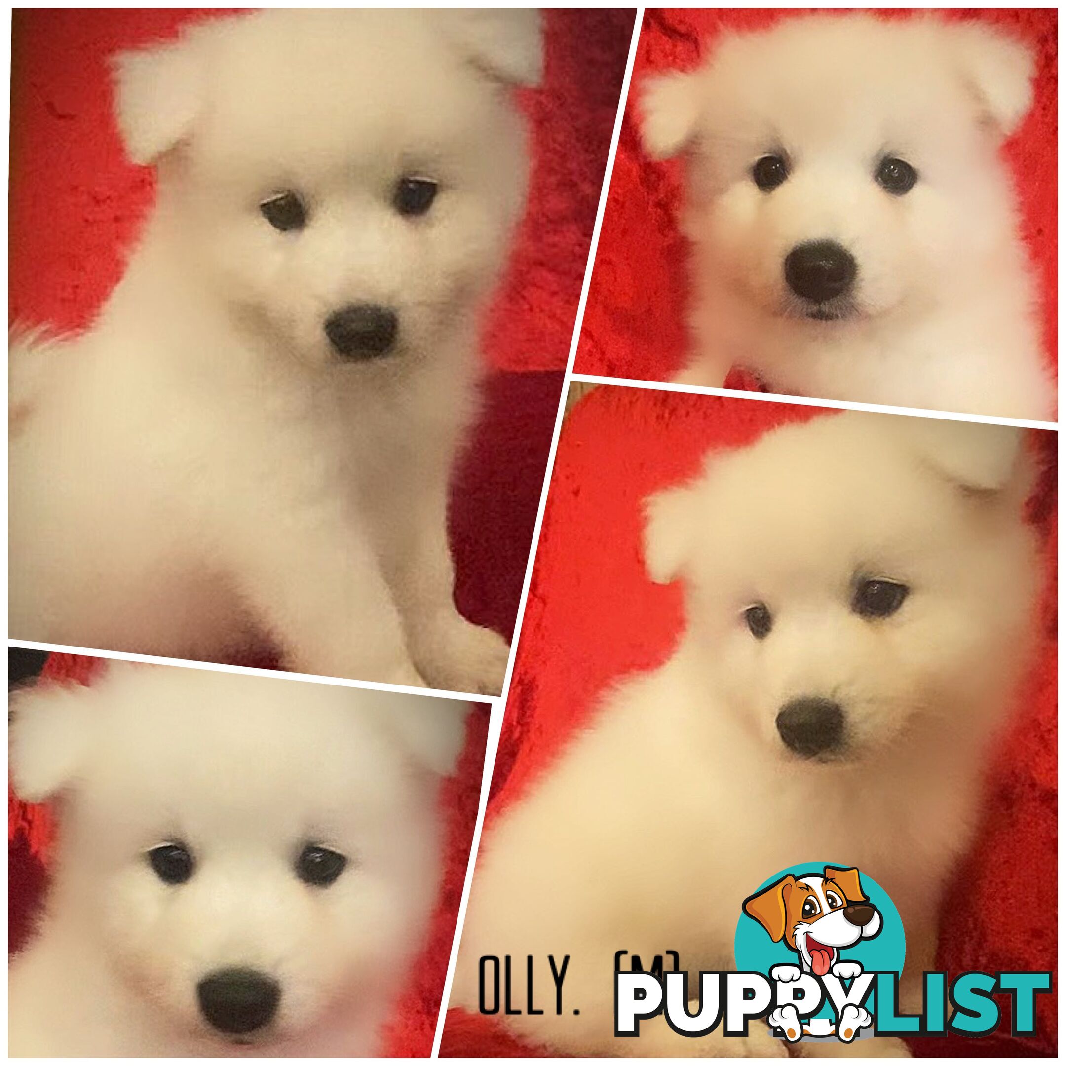 Gorgeous pure bred Japanese Spitz puppies