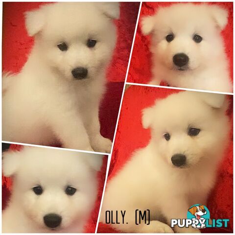 Gorgeous pure bred Japanese Spitz puppies