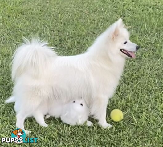 Gorgeous pure bred Japanese Spitz puppies