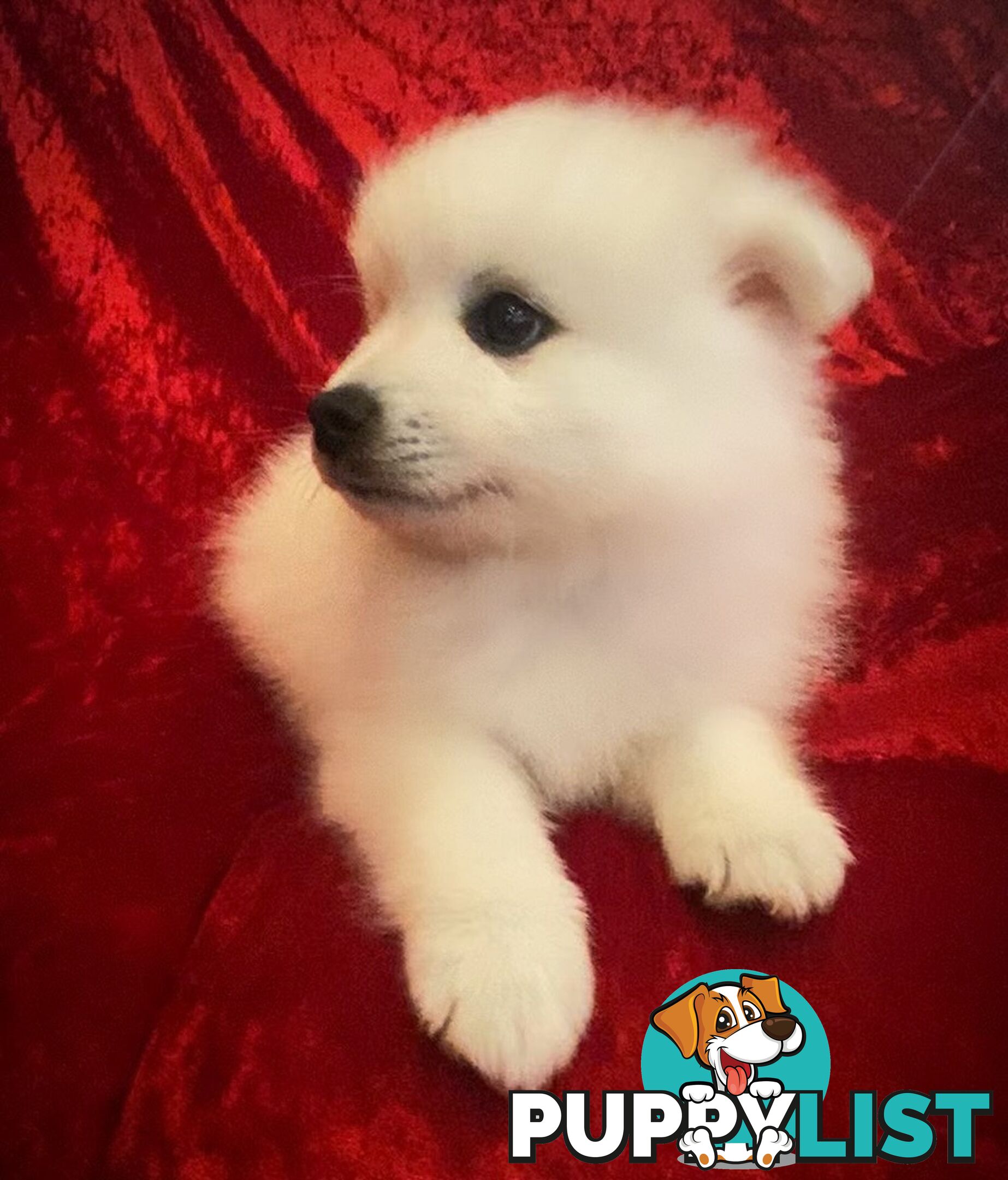 Gorgeous pure bred Japanese Spitz puppies