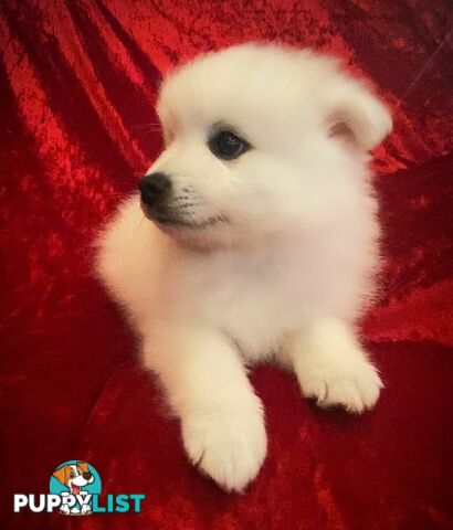 Gorgeous pure bred Japanese Spitz puppies
