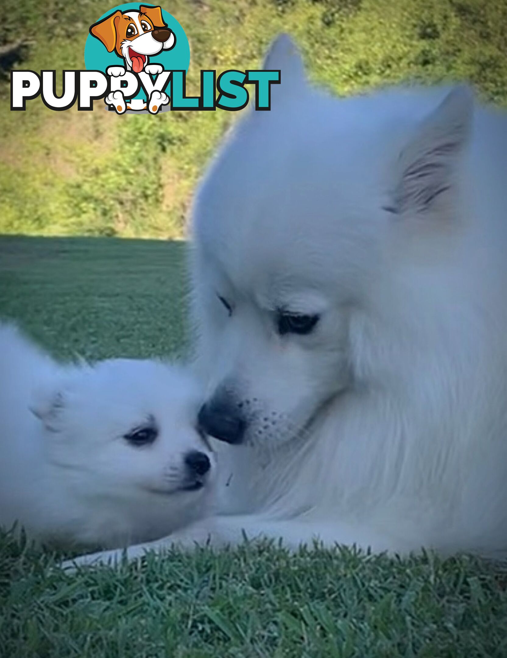Gorgeous pure bred Japanese Spitz puppies