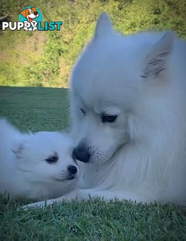 Gorgeous pure bred Japanese Spitz puppies