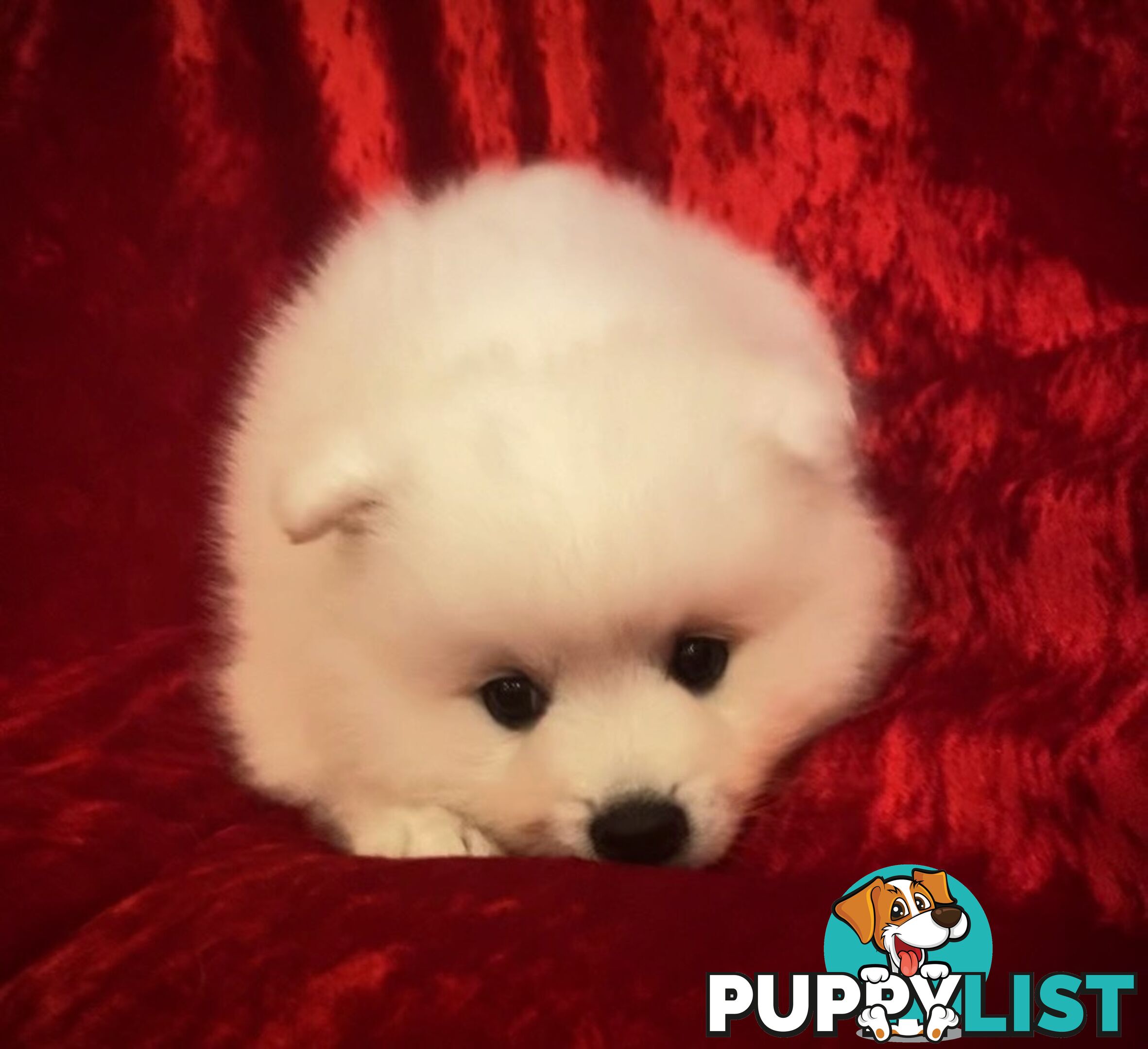Gorgeous pure bred Japanese Spitz puppies