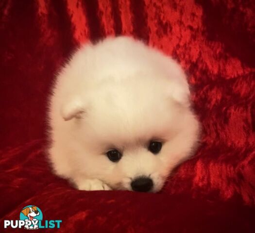 Gorgeous pure bred Japanese Spitz puppies
