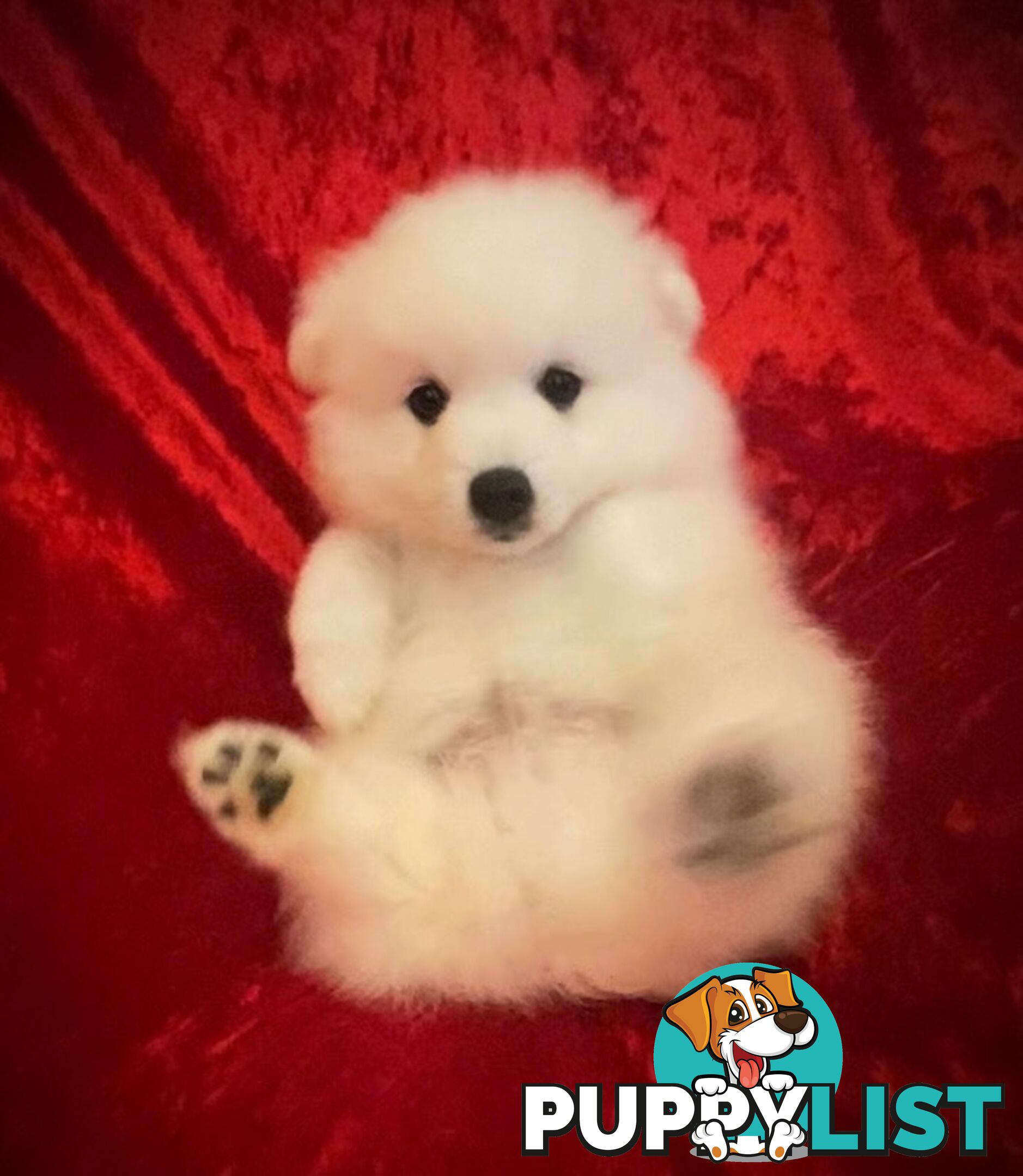 Gorgeous pure bred Japanese Spitz puppies