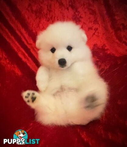 Gorgeous pure bred Japanese Spitz puppies