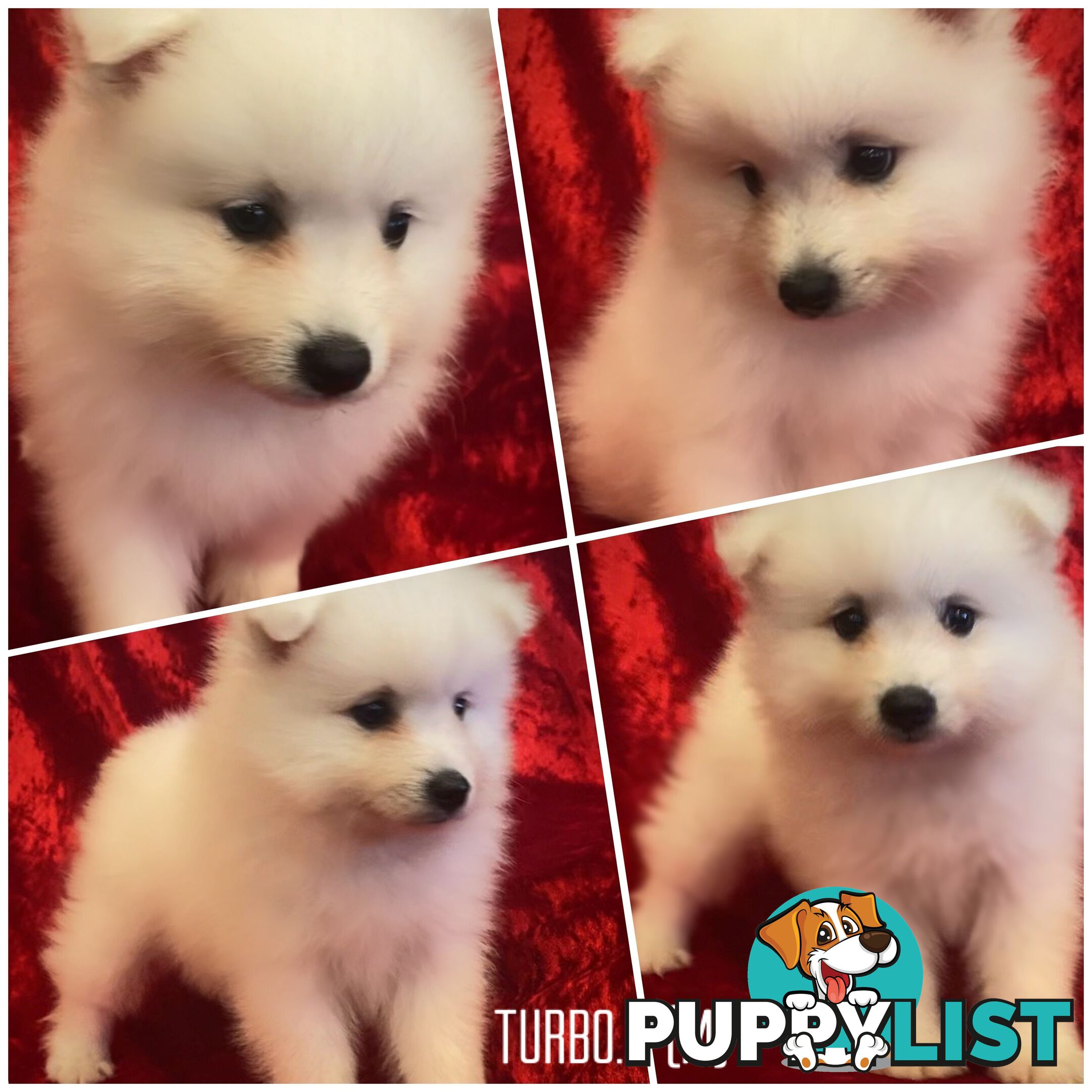 Gorgeous pure bred Japanese Spitz puppies