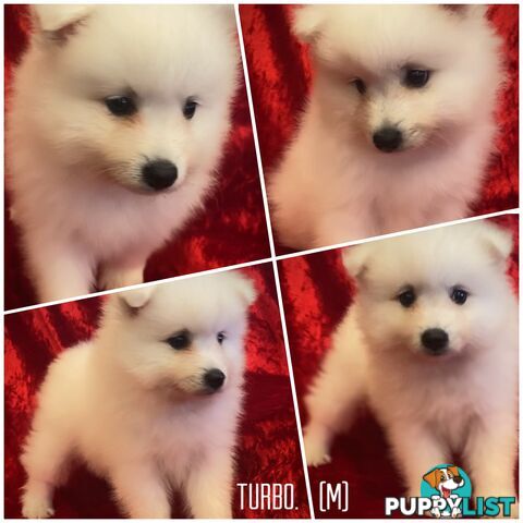Gorgeous pure bred Japanese Spitz puppies