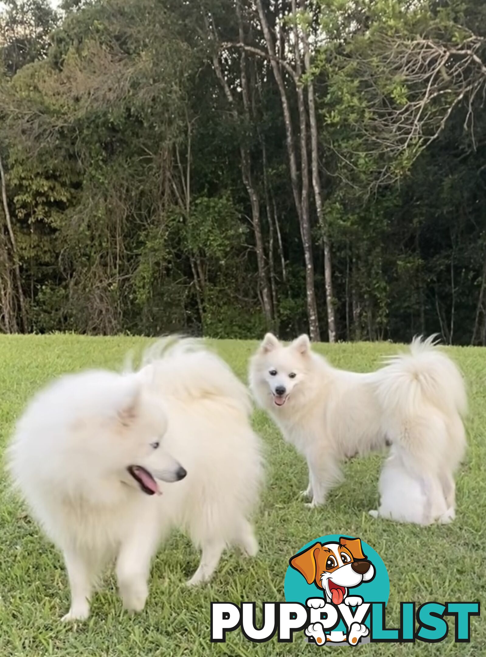 Gorgeous pure bred Japanese Spitz puppies