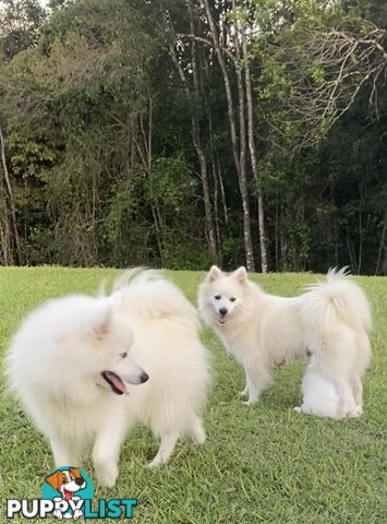 Gorgeous pure bred Japanese Spitz puppies