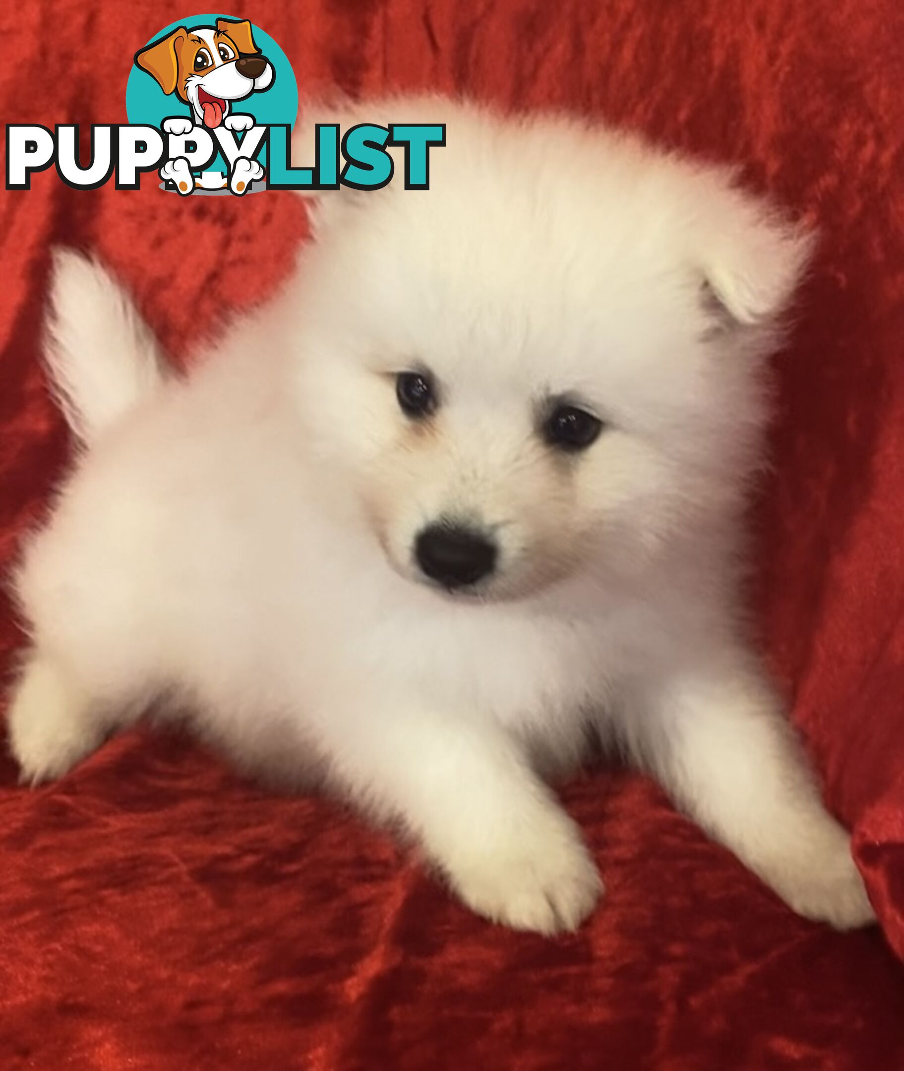 Gorgeous pure bred Japanese Spitz puppies