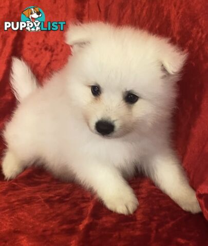 Gorgeous pure bred Japanese Spitz puppies