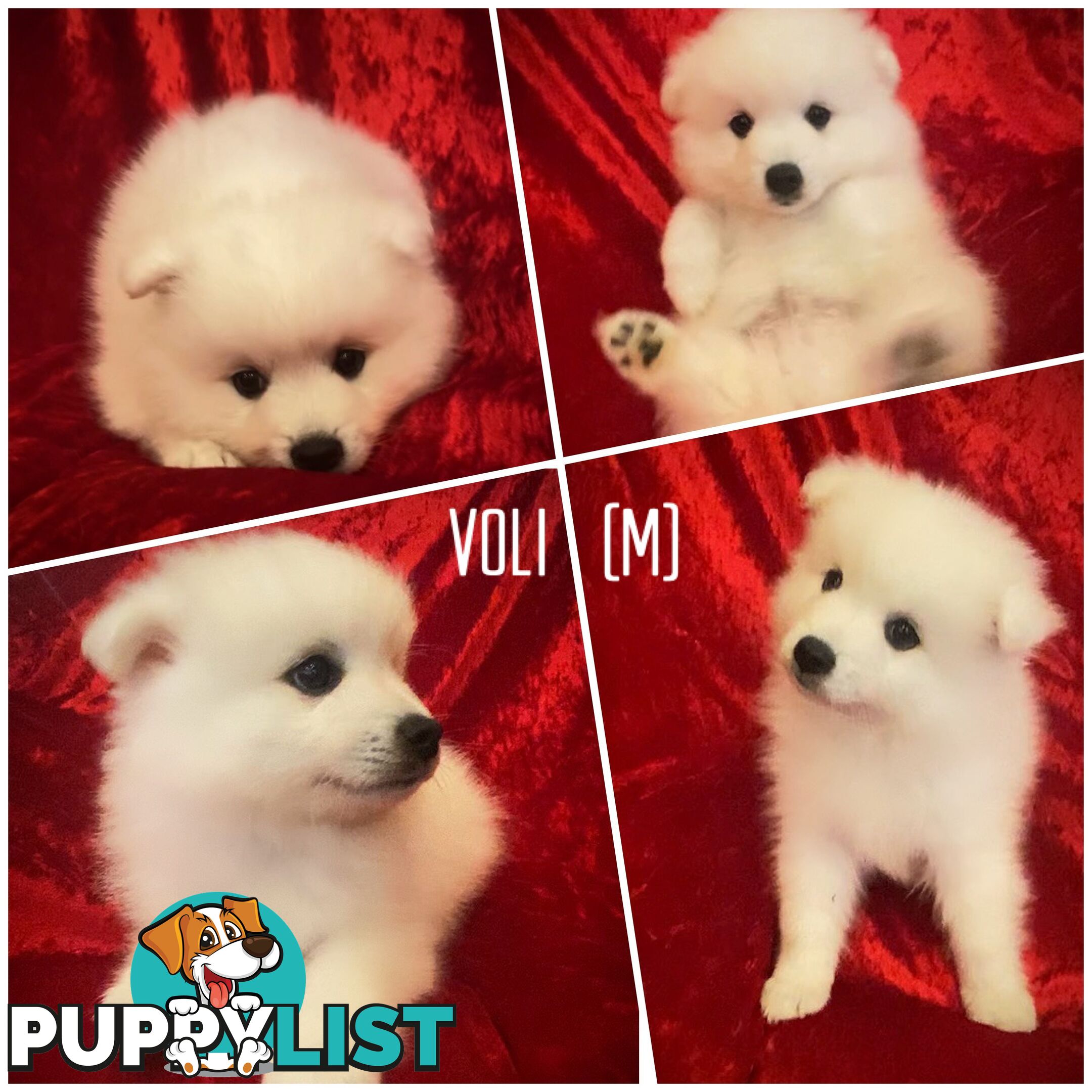 Gorgeous pure bred Japanese Spitz puppies