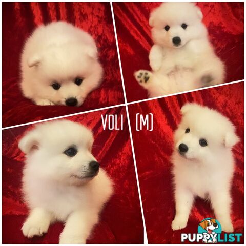 Gorgeous pure bred Japanese Spitz puppies