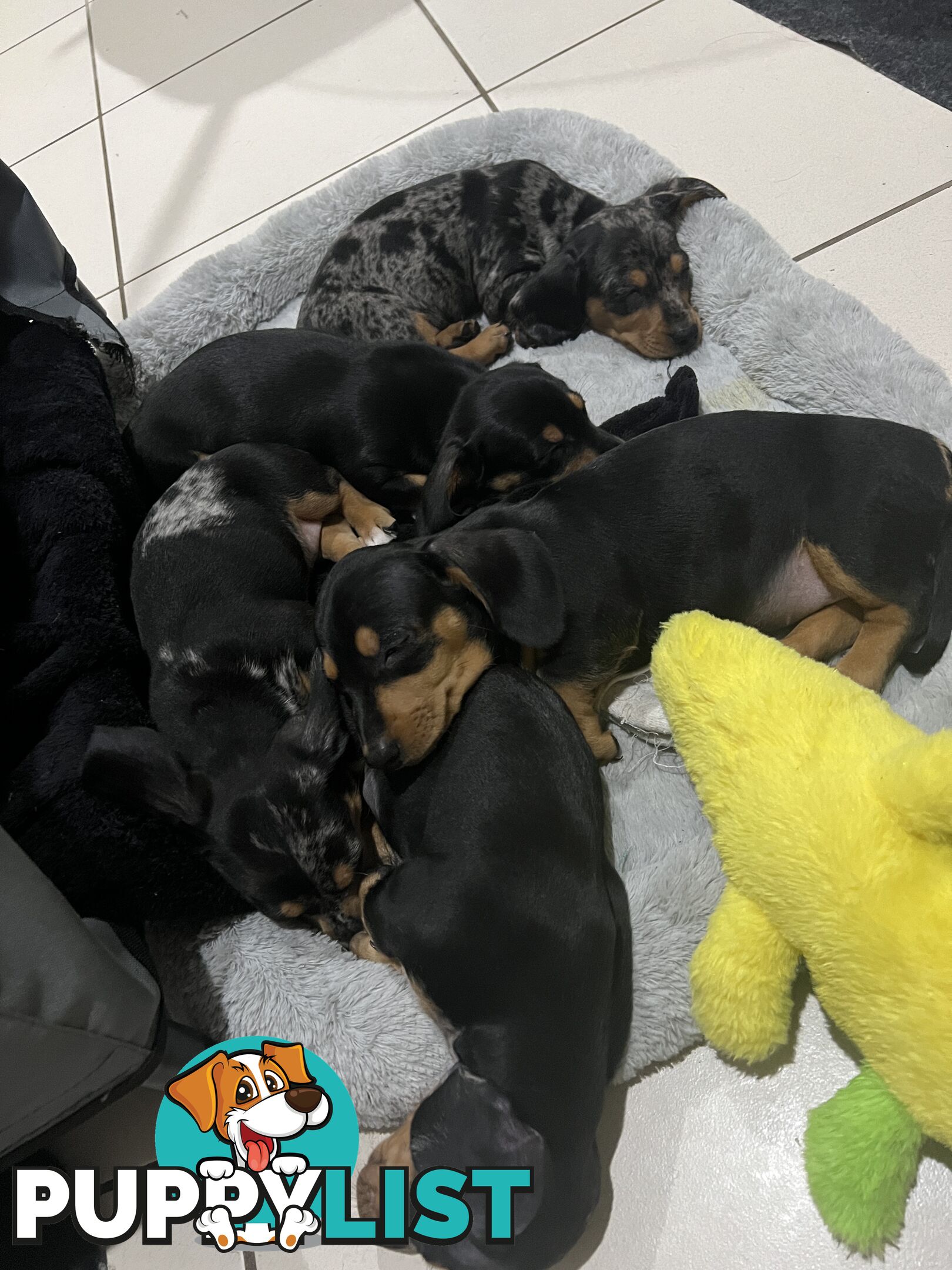 Dachshund puppies - AVAILABLE NOW - 3 Dapple, 2 black and tan