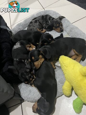 Dachshund puppies - AVAILABLE NOW - 3 Dapple, 2 black and tan