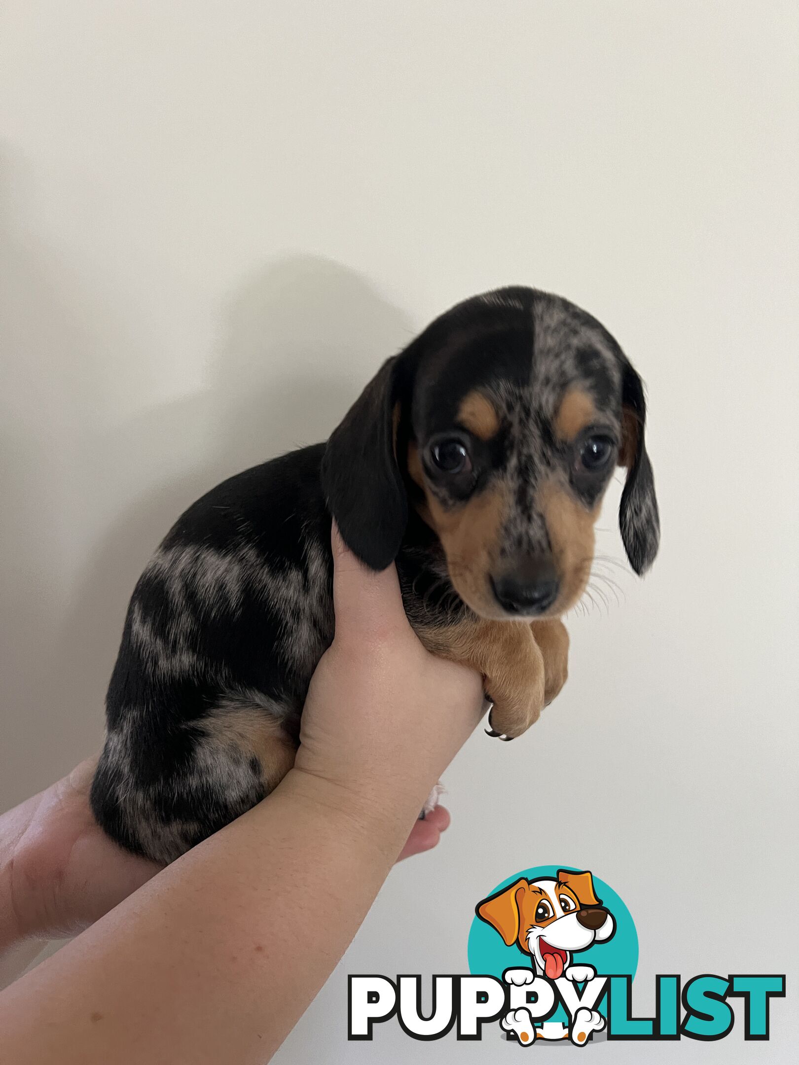 Dachshund puppies - AVAILABLE NOW - 3 Dapple, 2 black and tan