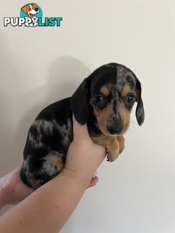 Dachshund puppies - AVAILABLE NOW - 3 Dapple, 2 black and tan