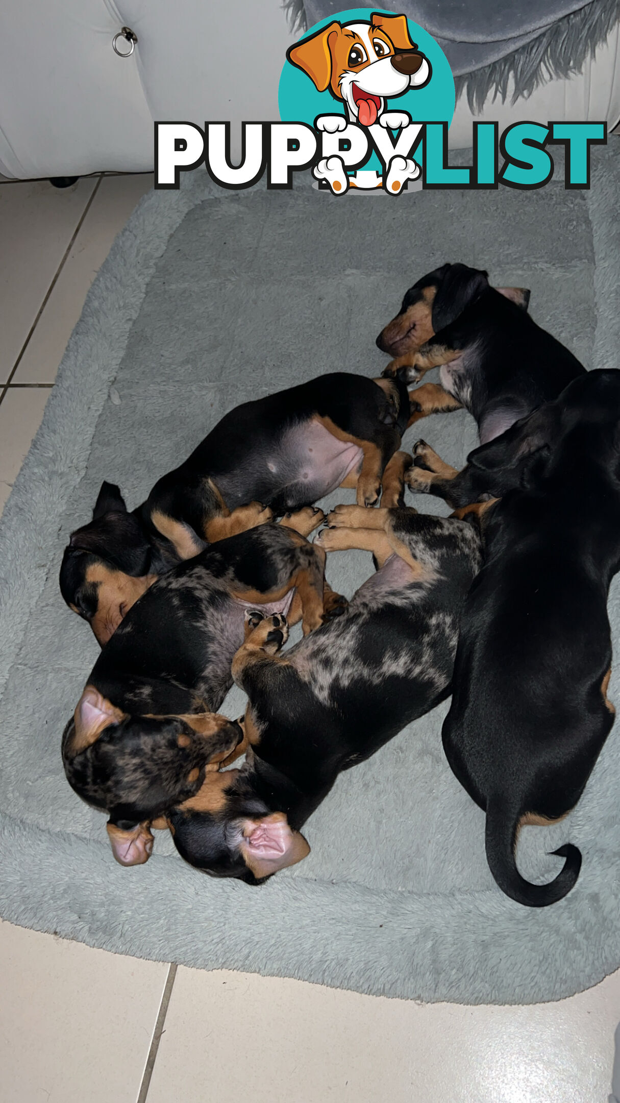 Dachshund puppies - AVAILABLE NOW - 3 Dapple, 2 black and tan