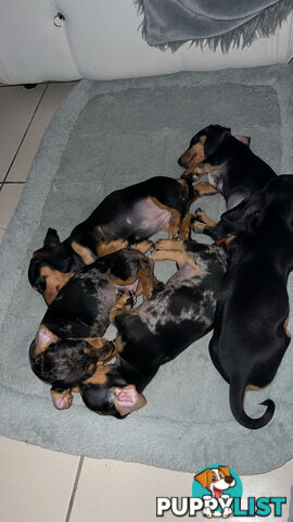 Dachshund puppies - AVAILABLE NOW - 3 Dapple, 2 black and tan