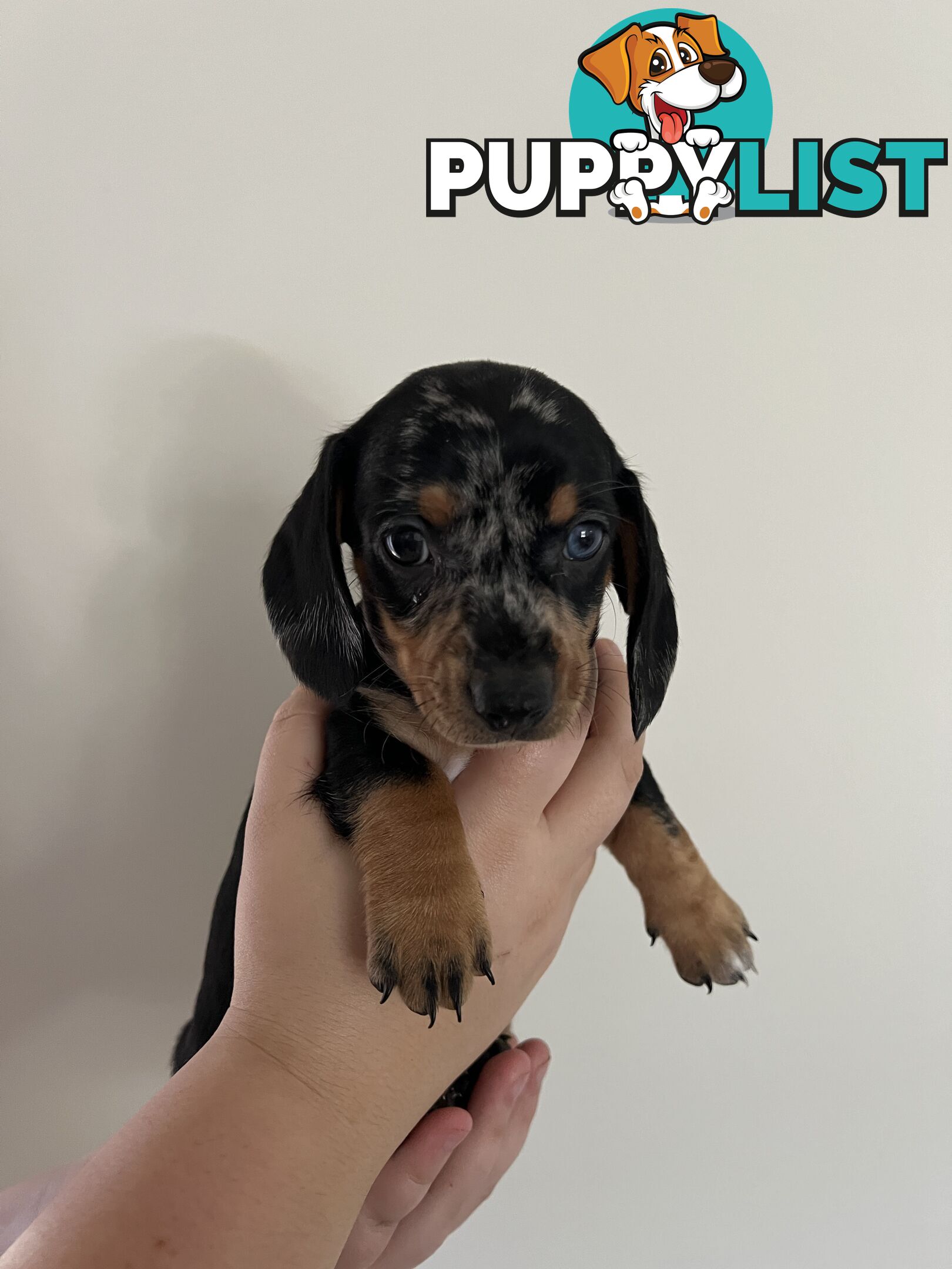 Dachshund puppies - AVAILABLE NOW - 3 Dapple, 2 black and tan