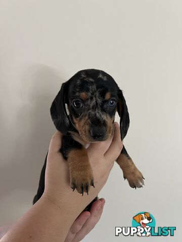 Dachshund puppies - AVAILABLE NOW - 3 Dapple, 2 black and tan