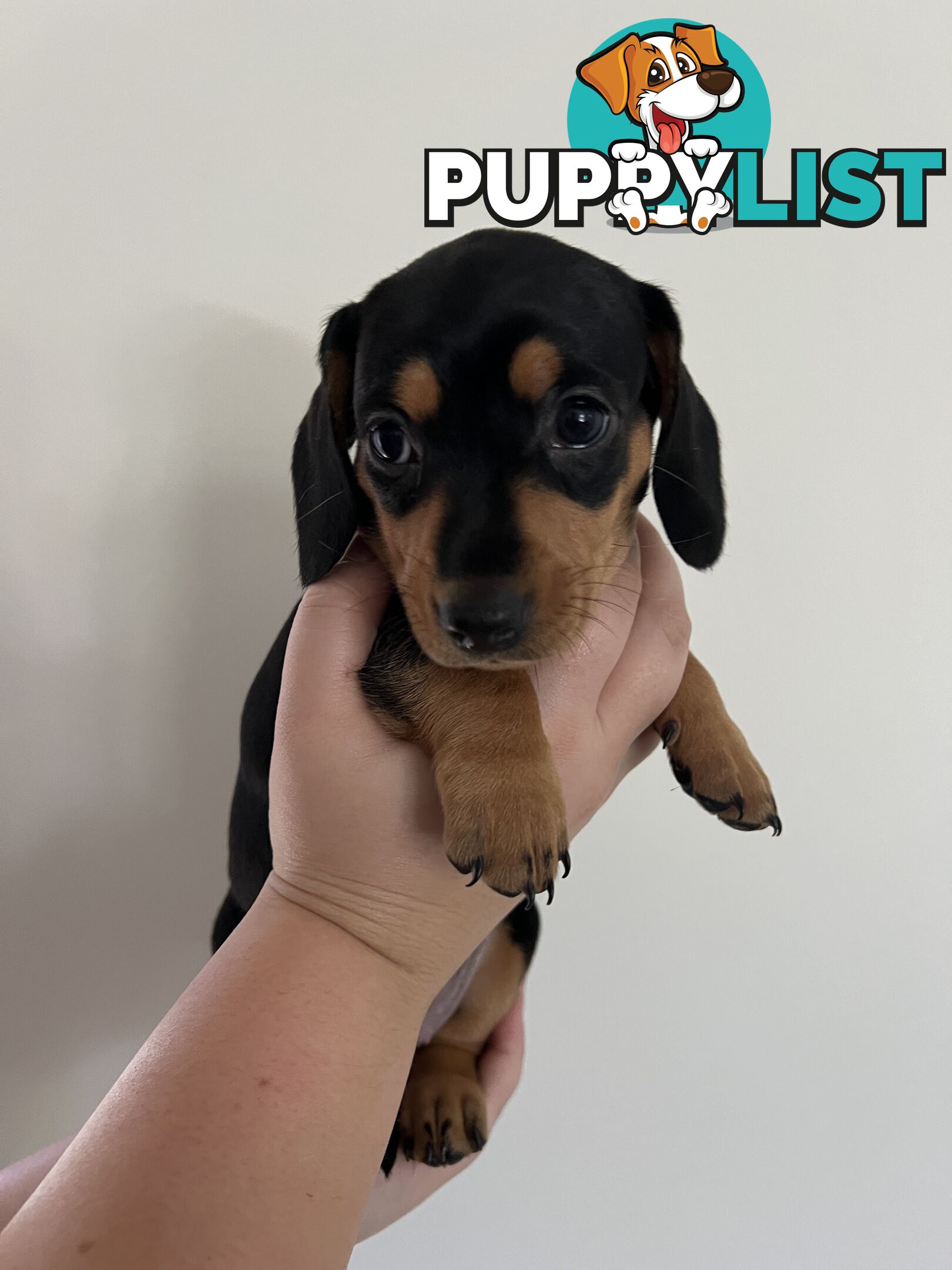 Dachshund puppies - AVAILABLE NOW - 3 Dapple, 2 black and tan