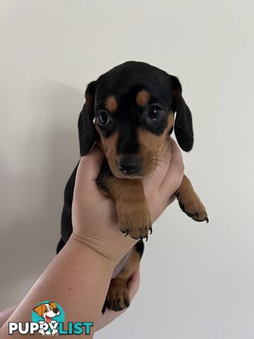 Dachshund puppies - AVAILABLE NOW - 3 Dapple, 2 black and tan