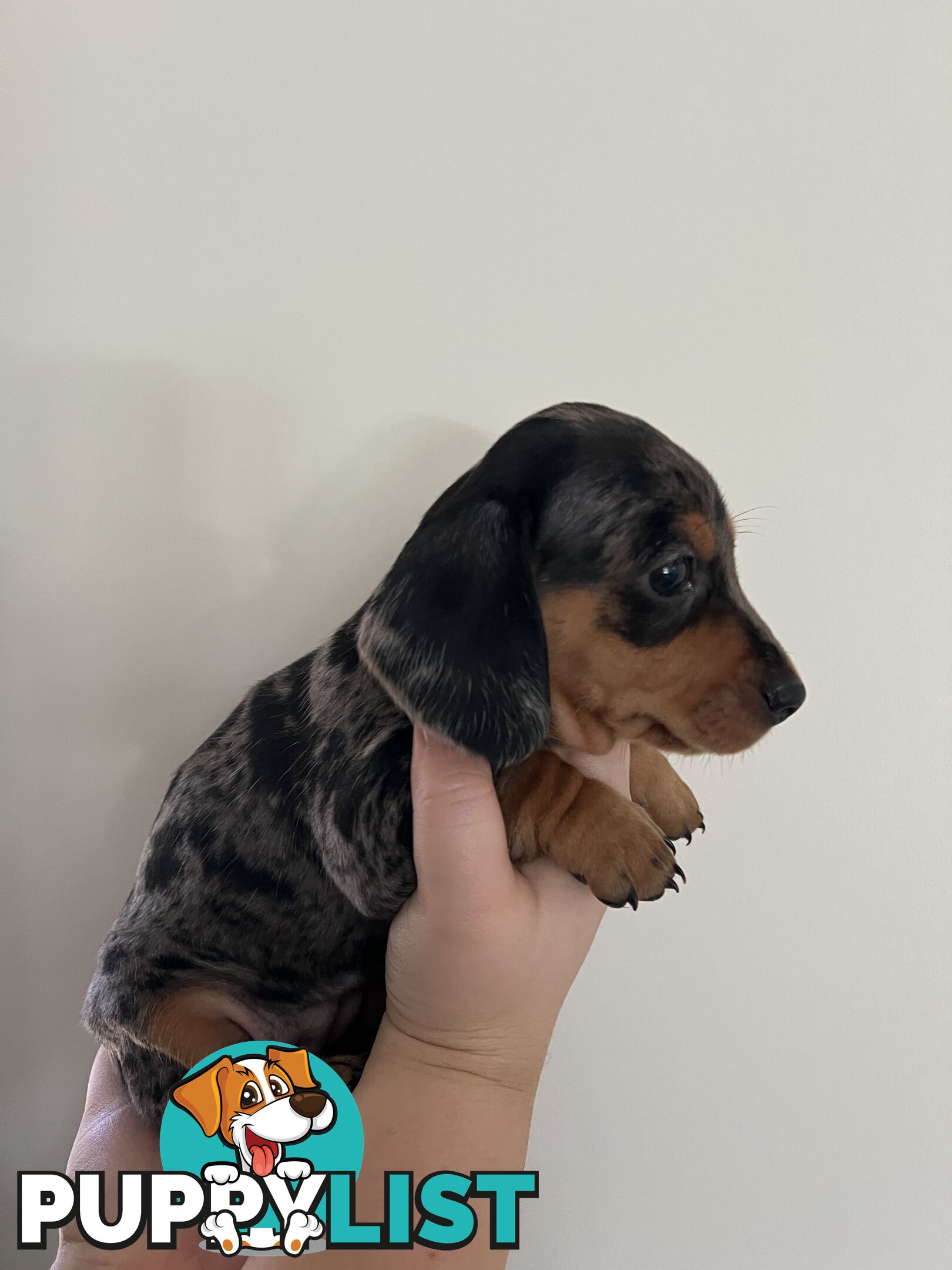 Dachshund puppies - AVAILABLE NOW - 3 Dapple, 2 black and tan