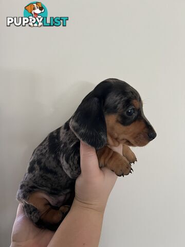 Dachshund puppies - AVAILABLE NOW - 3 Dapple, 2 black and tan