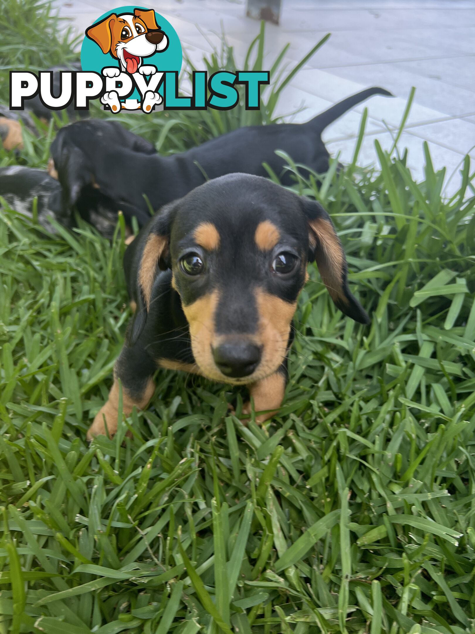 Dachshund puppies - AVAILABLE NOW - 3 Dapple, 2 black and tan