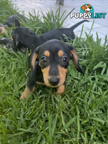 Dachshund puppies - AVAILABLE NOW - 3 Dapple, 2 black and tan