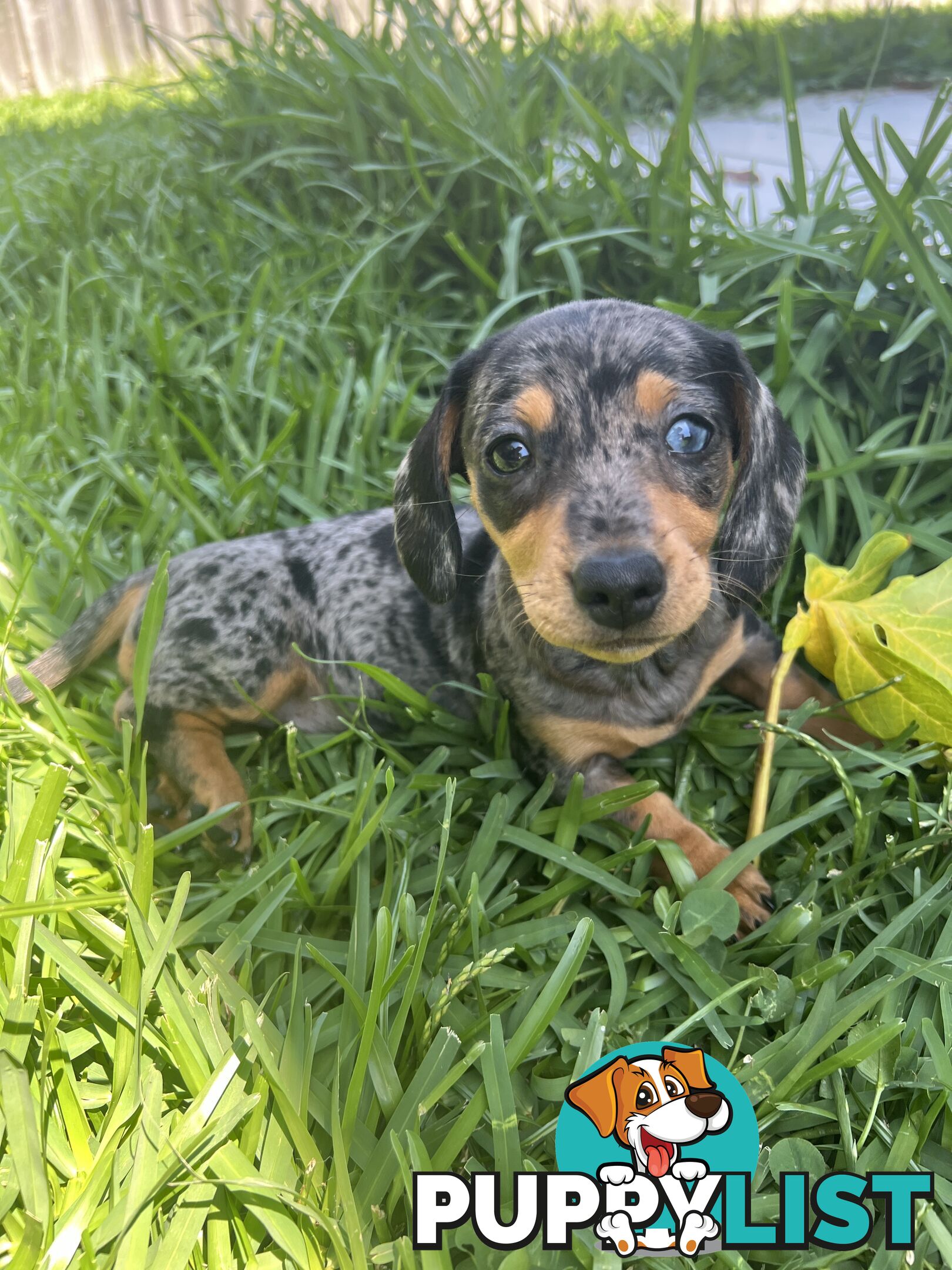 Dachshund puppies - AVAILABLE NOW - 3 Dapple, 2 black and tan