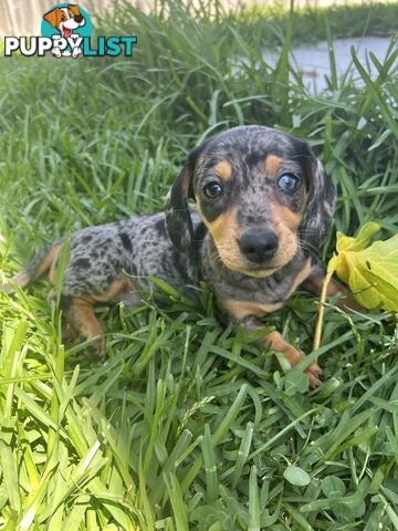 Dachshund puppies - AVAILABLE NOW - 3 Dapple, 2 black and tan