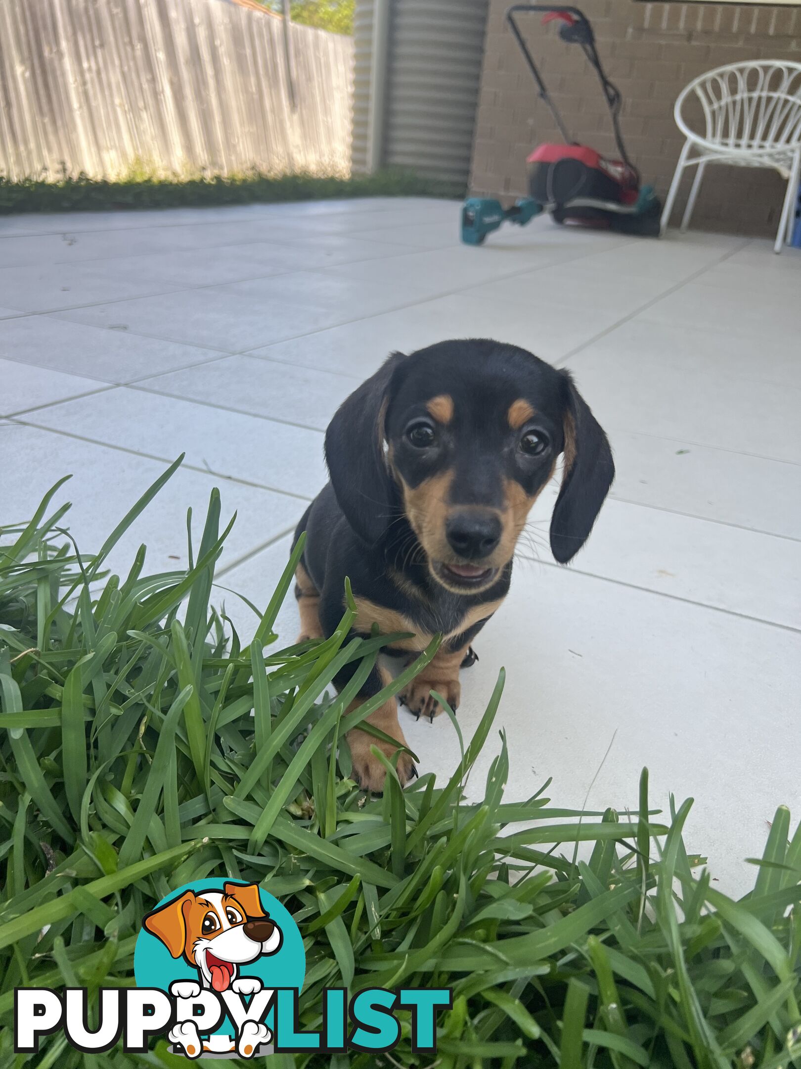 Dachshund puppies - AVAILABLE NOW - 3 Dapple, 2 black and tan