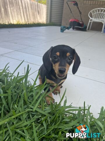 Dachshund puppies - AVAILABLE NOW - 3 Dapple, 2 black and tan