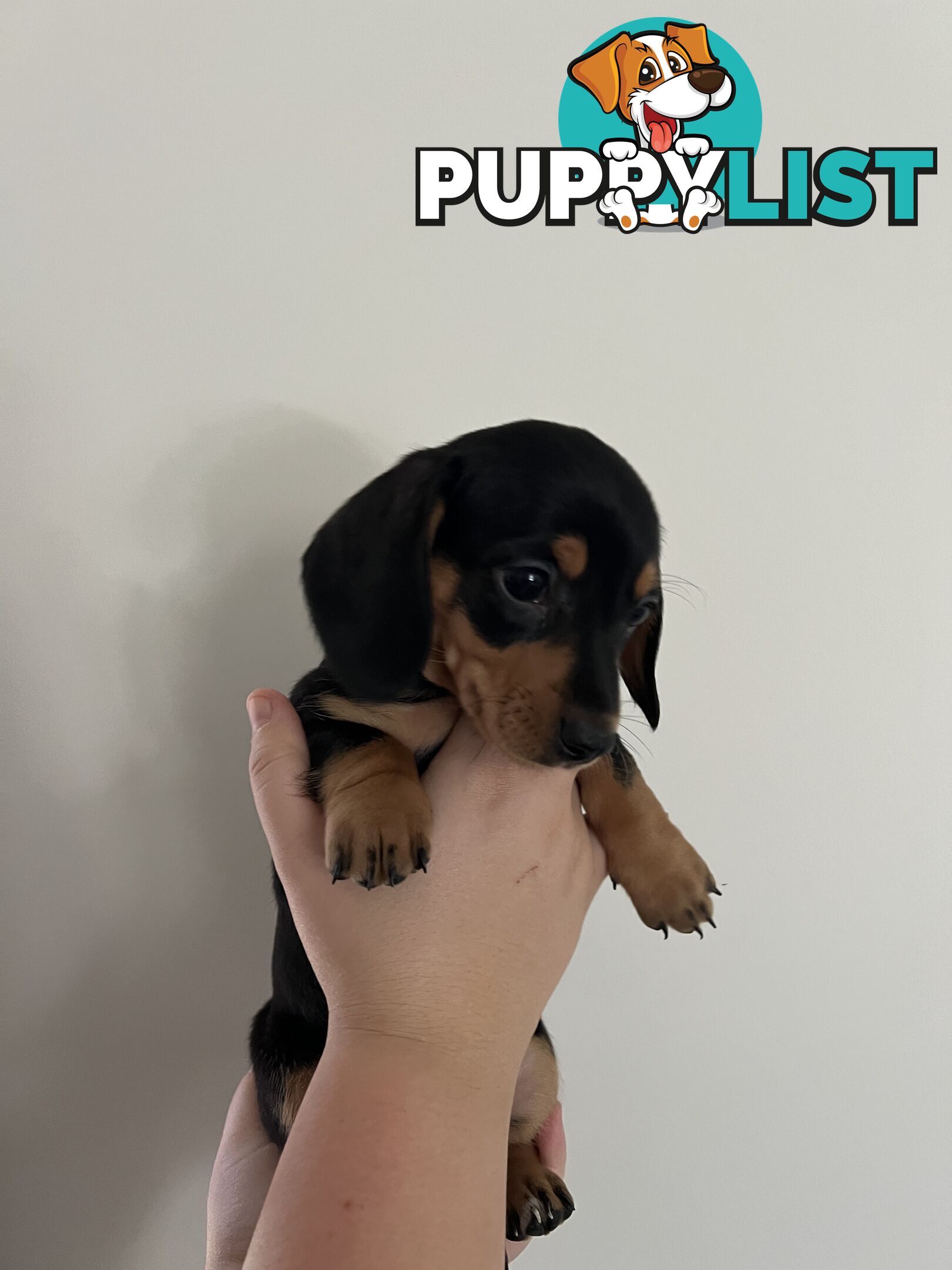 Dachshund puppies - AVAILABLE NOW - 3 Dapple, 2 black and tan