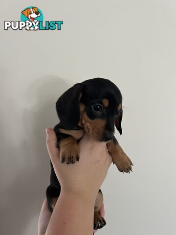 Dachshund puppies - AVAILABLE NOW - 3 Dapple, 2 black and tan